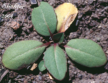 Basal leaves of Arrowleaf Thelypody, Arrow-leaved Thelypody: Thelypodium eucosmum