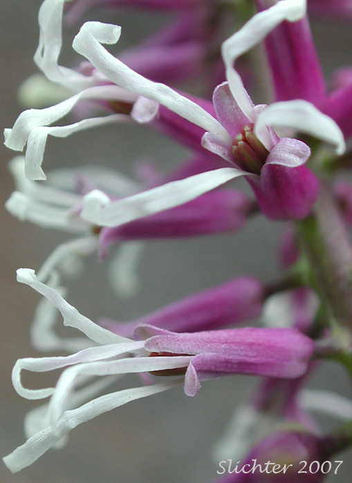 Flowers of Cut-leaf Thelypody, Thick-leaf Thelypody: Thelypodium laciniatum (formerly Thelypodium laciniatum var. streptanthoides)