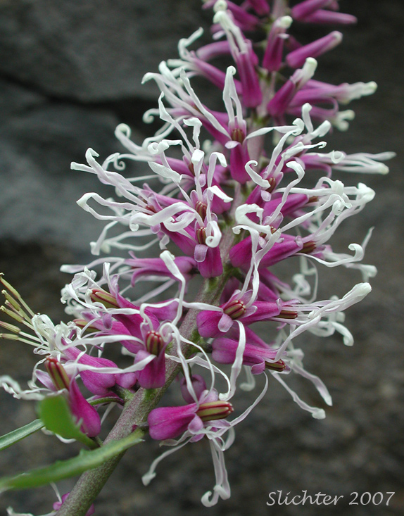 Inflorescence of Cut-leaf Thelypody, Thick-leaf Thelypody: Thelypodium laciniatum (formerly Thelypodium laciniatum var. streptanthoides)