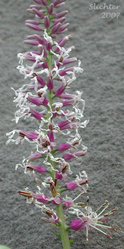 Inflorescence of Cut-leaf Thelypody, Thick-leaf Thelypody: Thelypodium laciniatum (formerly Thelypodium laciniatum var. streptanthoides)