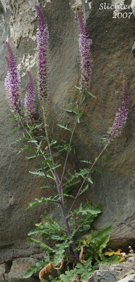 Cut-leaf Thelypody, Thick-leaf Thelypody: Thelypodium laciniatum (formerly Thelypodium laciniatum var. streptanthoides)