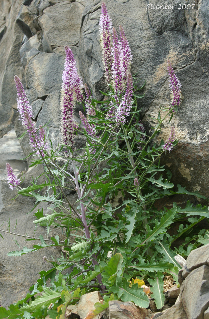 Cut-leaf Thelypody, Thick-leaf Thelypody: Thelypodium laciniatum (formerly Thelypodium laciniatum var. streptanthoides)