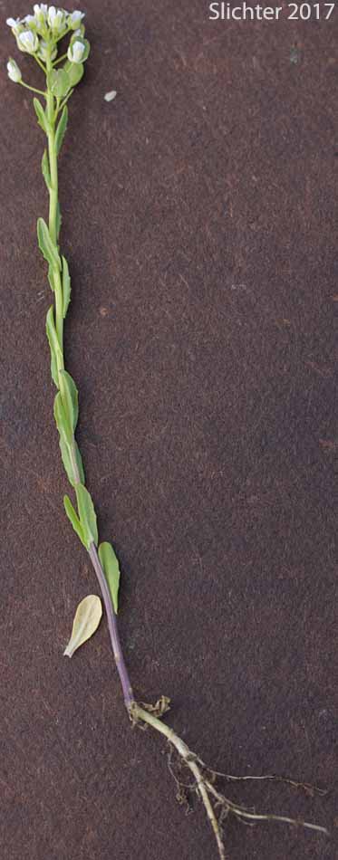 Fanweed, Field Pennycress, Pennycress, Stinkweed: Thlaspi arvense (Synonym: Teruncius arvensis)