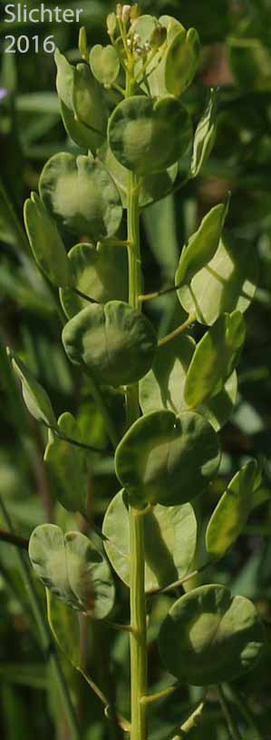 Fanweed, Field Pennycress, Pennycress, Stinkweed: Thlaspi arvense (Synonym: Teruncius arvensis)