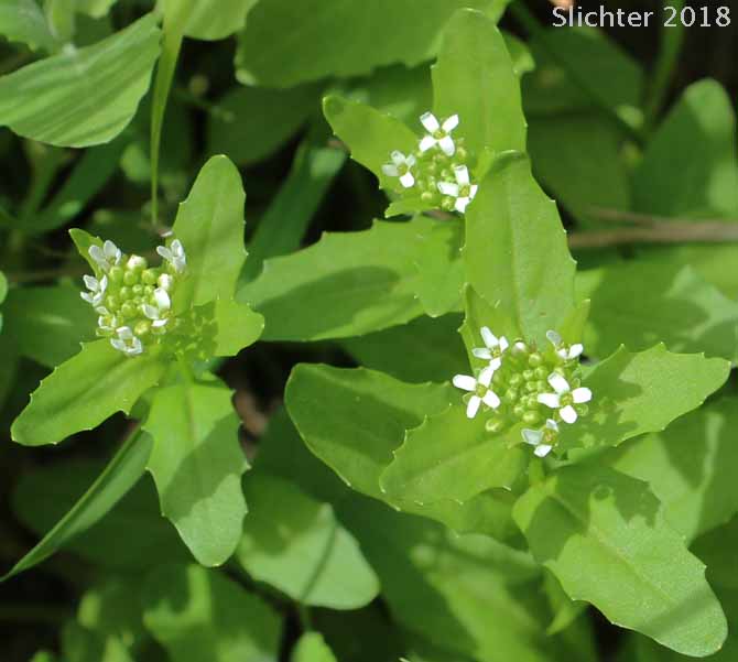 Fanweed, Field Pennycress, Pennycress, Stinkweed: Thlaspi arvense (Synonym: Teruncius arvensis)