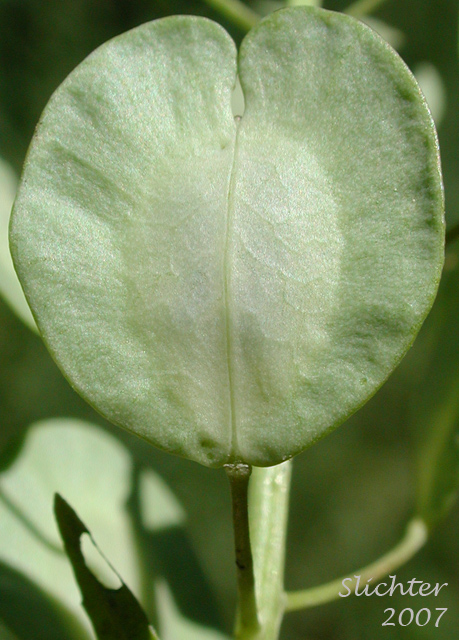 Fan-shaped seed pod of Fanweed, Field Pennycress, Pennycress, Stinkweed: Thlaspi arvense