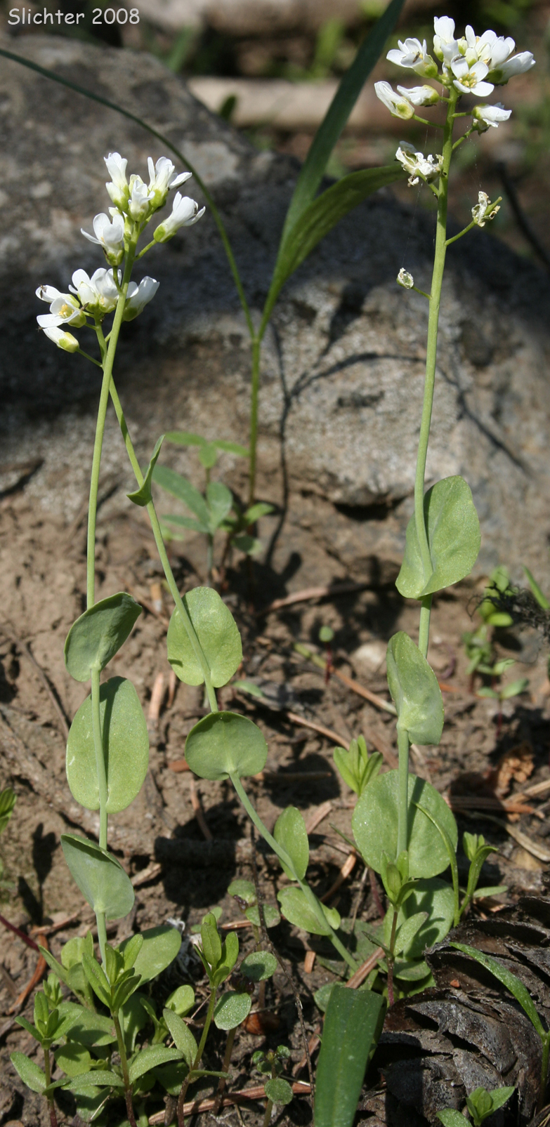 Alpine Pennycress, Rock Pennycress, Wild Candytuft: Noccaea fendleri ssp. glauca (Synonyms: Noccaea montana, Thlaspi fendleri, Thlaspi fendleri var. glaucum, Thlaspi montanum var. monanum)