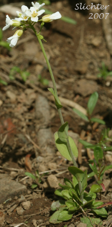Alpine Pennycress, Rock Pennycress, Wild Candytuft: Noccaea fendleri ssp. glauca (Synonyms: Noccaea montana, Thlaspi fendleri, Thlaspi fendleri var. glaucum, Thlaspi montanum var. monanum)