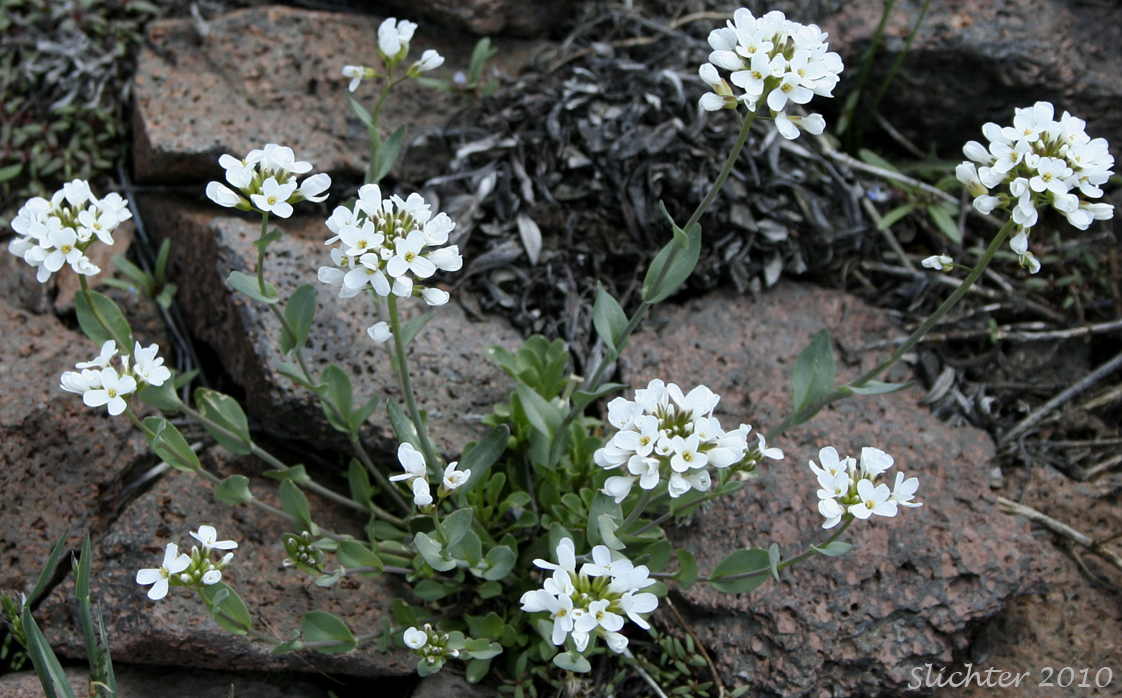 Alpine Pennycress, Rock Pennycress, Wild Candytuft: Noccaea fendleri ssp. glauca (Synonyms: Noccaea montana, Thlaspi fendleri, Thlaspi fendleri var. glaucum, Thlaspi montanum var. monanum)