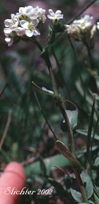 Alpine Pennycress, Glaucous Pennycress, Rock Pennycress, Wild Candytuft: Noccaea fendleri ssp. glauca (Synonyms: Noccaea montana, Thlaspi alpestre, Thlaspi fendleri, Thlaspi fendleri var. glaucum, Thlaspi montanum var. monanum)