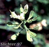 Seed pods of Alpine Pennycress, Glaucous Pennycress, Rock Pennycress, Wild Candytuft: Noccaea fendleri ssp. glauca (Synonyms: Noccaea montana, Thlaspi alpestre, Thlaspi fendleri, Thlaspi fendleri var. glaucum, Thlaspi montanum var. monanum)