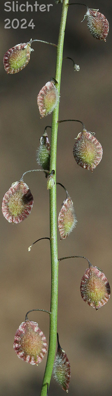Fruits of Fringepod, Hairy Fringepod, Lacepod, Sand Fringepod: Thysanocarpus curvipes (Synonyms: Thysanocarpus amplectens, Thysanocarpus curvipes ssp. curvipes, Thysanocarpus curvipes var. curvipes, Thysanocarpus curvipes var. elegans, Thysanocarpus curvipes var. eradiatus, Thysanocarpus curvipes var. longistylus, Thysanocarpus elegans)