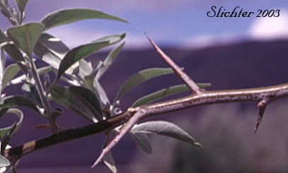 Thorns of russian olive