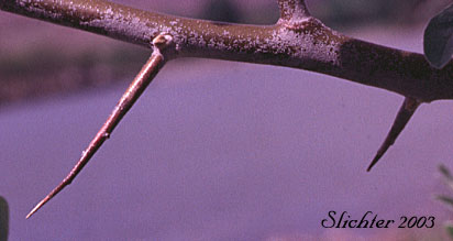 Thorns of russian olive