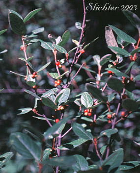 Canada buffalo berry: Shepherdia canadensis