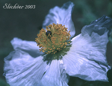 Flower of Chicalote, Prickly Poppy: Argemone munita ssp. rotundata (Synonyms: Argemone platyceras, Argemone platyceras var. hispida)