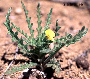 Whitestem Blazingstar, White-stem Blazing-star, White-stemmed Mentzelia: Mentzelia albicaulis (Synonyms: Acrolasia albicaulis, Acrolasia gracilis, Mentzelia albicaulis var. albicaulis, Mentzelia albicaulis var. ctenophora, Mentzelia albicaulis var. gracilis, Mentzelia albicaulis var. tenerrima, Mentzelia gracilis, Mentzelia mojavensis, Trachyphytum gracile)