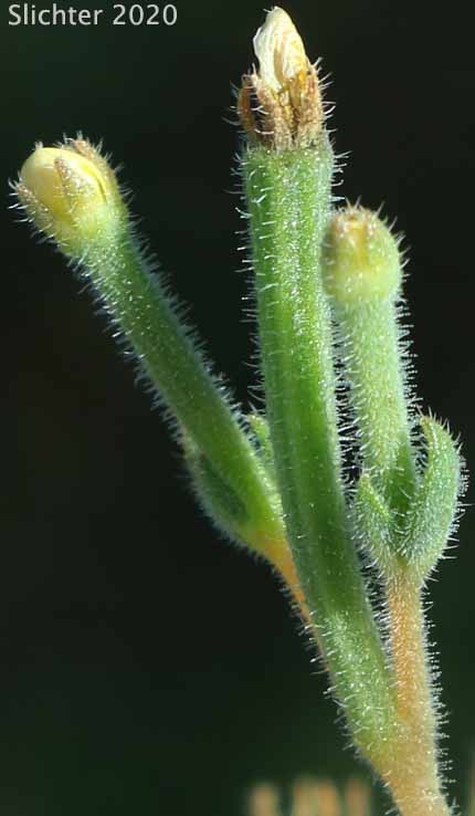 Bush Mentzelia, Bushy Blazing-star, Small-flowered Mentzelia: Mentzelia dispersa (Synonyms: Mentzelia dispersa var. compacta, Mentzelia dispersa var. dispersa, Mentzelia dispersa var. latifolia, Mentzelia dispersa var. obtusa)
