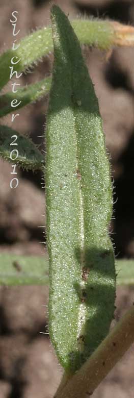 Stem leaf of Bush Mentzelia, Bushy Blazing-star, Small-flowered Mentzelia: Mentzelia dispersa (Synonyms: Mentzelia dispersa var. compacta, Mentzelia dispersa var. dispersa, Mentzelia dispersa var. latifolia, Mentzelia dispersa var. obtusa)