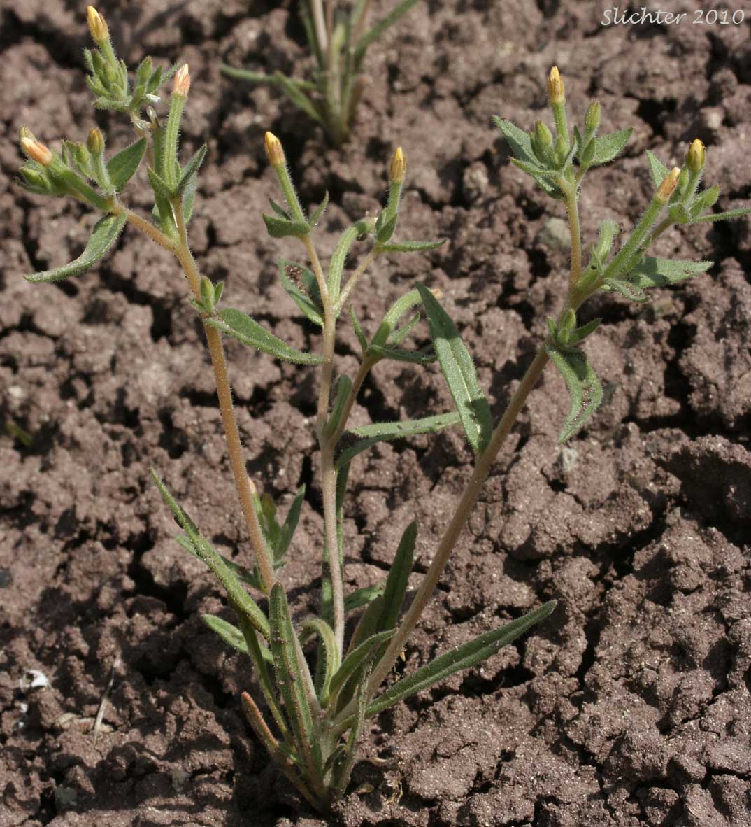Bush Mentzelia, Bushy Blazing-star, Small-flowered Mentzelia: Mentzelia dispersa (Synonyms: Mentzelia dispersa var. compacta, Mentzelia dispersa var. dispersa, Mentzelia dispersa var. latifolia, Mentzelia dispersa var. obtusa)