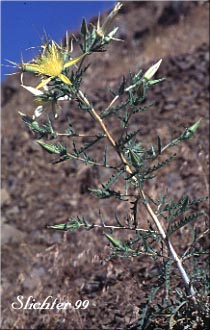 Blazingstar Mentzelia, Blazing-star Mentzelia, Great Mentzelia, Smoothstem Blazingstar: Mentzelia laevicaulis var. laevicaulis (Synonyms: Mentzelia laevicaulis var. acuminata, Nuttallia laevicaulis)
