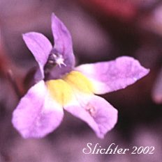 Flower of Cascade Calicoflower, Cascade Downingia, Willamette Downingia: Downingia yina (Synonym: Downingia yina var. major, Downingia yina var. yina, Downingia pulcherrima, Downingia willamettensis)