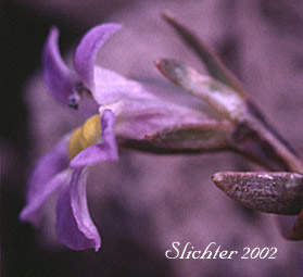Cascade Calicoflower, Cascade Downingia, Willamette Downingia: Downingia yina (Synonym: Downingia yina var. major, Downingia yina var. yina, Downingia pulcherrima, Downingia willamettensis)