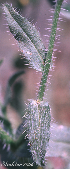 Stem leaf of Harvest Fireweed, Menzie's Fiddleneck, Rigid Fireweed, Small-flowered Fiddleneck: Amsinckia menziesii var. menziesii (Synonyms: Amsinckia micrantha, Amsinckia retrorsa)