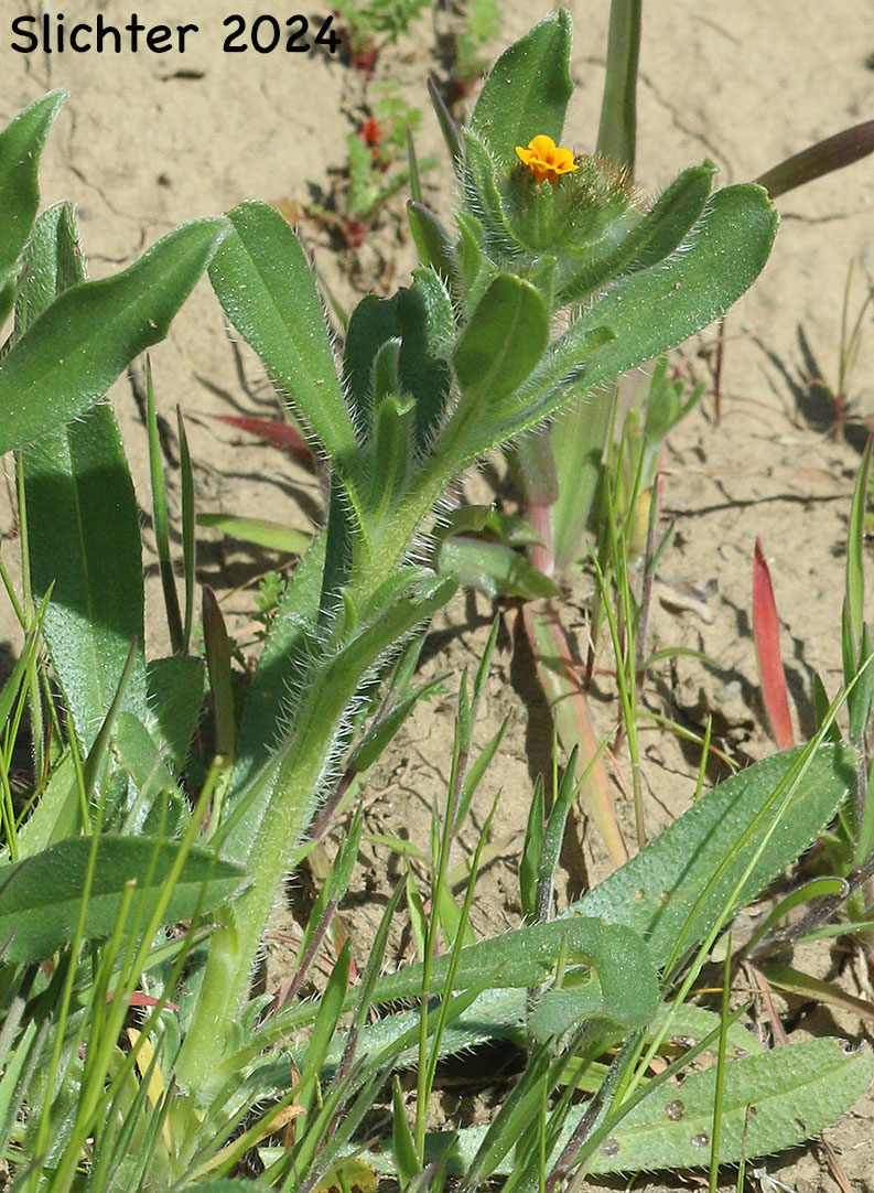 Harvest Fireweed, Menzie's Fiddleneck, Rigid Fireweed, Small-flowered Fiddleneck: Amsinckia menziesii var. menziesii (Synonyms: Amsinckia micrantha, Amsinckia retrorsa)