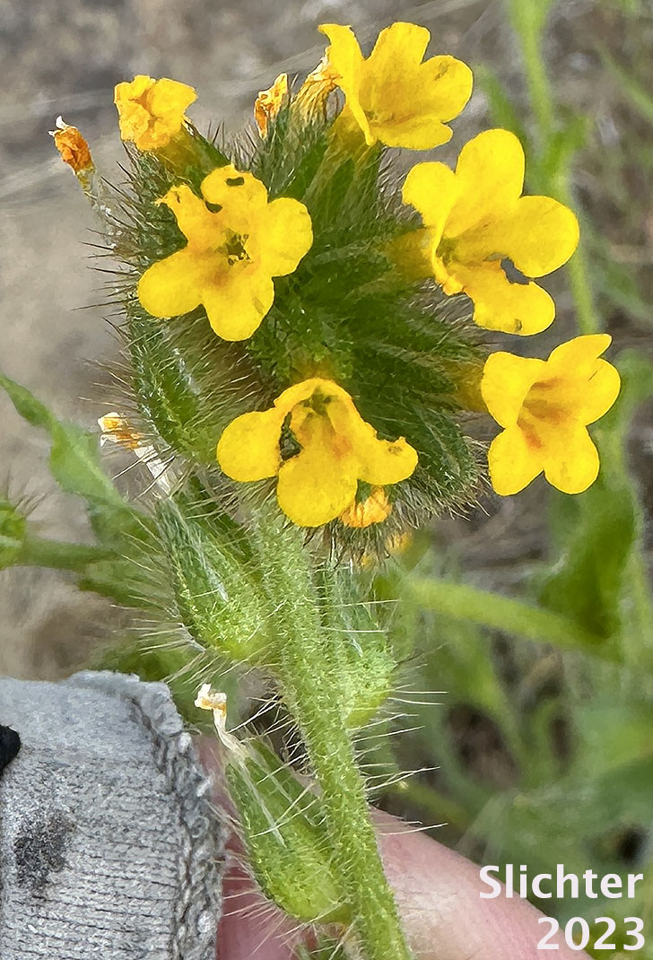 Harvest Fireweed, Menzie's Fiddleneck, Rigid Fireweed, Small-flowered Fiddleneck: Amsinckia menziesii var. menziesii (Synonyms: Amsinckia micrantha, Amsinckia retrorsa)