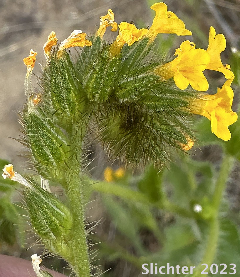 Harvest Fireweed, Menzie's Fiddleneck, Rigid Fireweed, Small-flowered Fiddleneck: Amsinckia menziesii var. menziesii (Synonyms: Amsinckia micrantha, Amsinckia retrorsa)