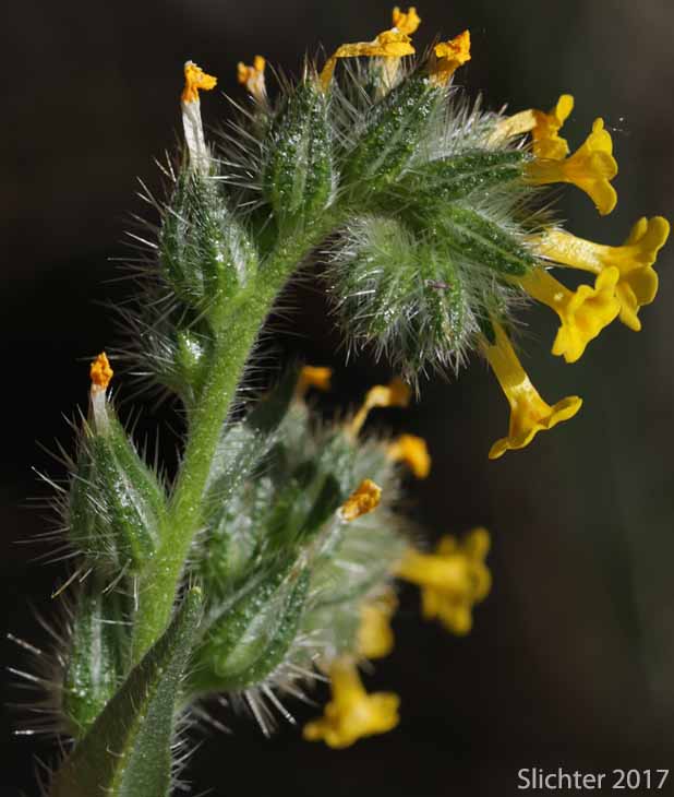 Scorpioid inflorescence of Harvest Fireweed, Menzie's Fiddleneck, Rigid Fireweed, Small-flowered Fiddleneck: Amsinckia menziesii var. menziesii (Synonyms: Amsinckia micrantha, Amsinckia retrorsa)