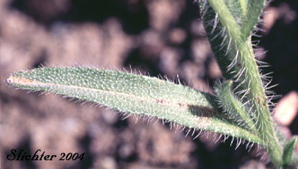 Stem leaf of Bristly Fiddleneck, Devil's Lettuce, Tesselate Fiddleneck: Amsinckia tessellata var. tessellata (Synonyms: Amsinckia densirugosa, Amsinckia hendersonii, Amsinckia washingtonensis)
