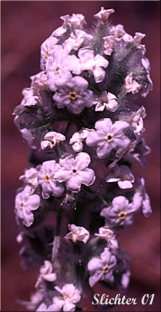 Inflorescence of Cockscomb Cryptantha, Buttecandle, Northern Cryptantha, Sheldon's Oreocarya, Cockscomb Oreocarya: Cryptantha celosioides (Synonyms: Cryptantha sheldonii, Oreocarya celosioides, Oreocarya sheldonii)