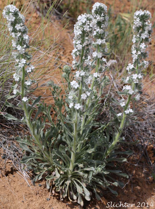 Cockscomb Cryptantha, Buttecandle, Northern Cryptantha, Sheldon's Oreocarya, Cockscomb Oreocarya: Cryptantha celosioides (Synonyms: Cryptantha sheldonii, Oreocarya celosioides, Oreocarya sheldonii)