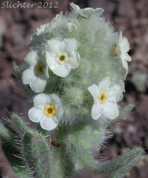 Close-up of the inflorescence of Cockscomb Cryptantha, Buttecandle, Northern Cryptantha, Sheldon's Oreocarya, Cockscomb Oreocarya: Cryptantha celosioides (Synonyms: Cryptantha sheldonii, Oreocarya celosioides, Oreocarya sheldonii)