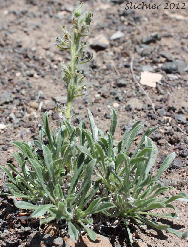 Cockscomb Cryptantha, Buttecandle, Northern Cryptantha, Sheldon's Oreocarya, Cockscomb Oreocarya: Cryptantha celosioides (Synonyms: Cryptantha sheldonii, Oreocarya celosioides, Oreocarya sheldonii)