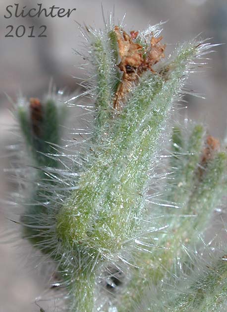 Close-up of the calyx of Cockscomb Cryptantha, Buttecandle, Northern Cryptantha, Sheldon's Oreocarya, Cockscomb Oreocarya: Cryptantha celosioides (Synonyms: Cryptantha sheldonii, Oreocarya celosioides, Oreocarya sheldonii)