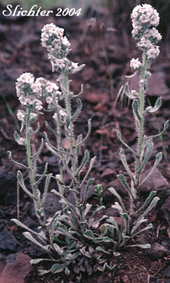Cockscomb Cryptantha: Cryptantha celosioides