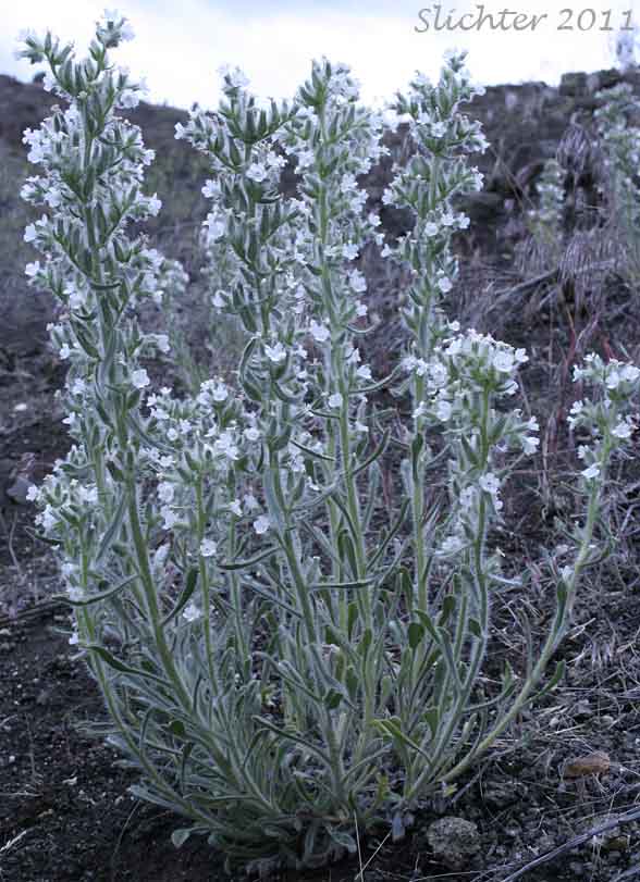 Cockscomb Cryptantha, Buttecandle, Northern Cryptantha, Sheldon's Oreocarya, Cockscomb Oreocarya: Cryptantha celosioides (Synonyms: Cryptantha sheldonii, Oreocarya celosioides, Oreocarya sheldonii)