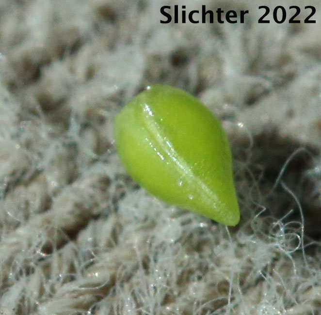 Ovate-shaped single nutlet with smooth surfaces of Clearwater Cryptantha, Large-flowered Cryptantha: Cryptantha grandiflora (Synonym: Cryptantha intermedia var. grandiflora)
