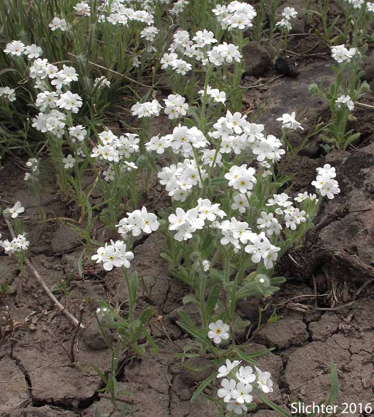 Clearwater Cat's Eye, Clearwater Cryptantha, Common Cryptanth, Common Cryptantha, Large-flowered Cryptantha: Cryptantha intermedia var. intermedia (Synonyms: Cryptantha fragilis)