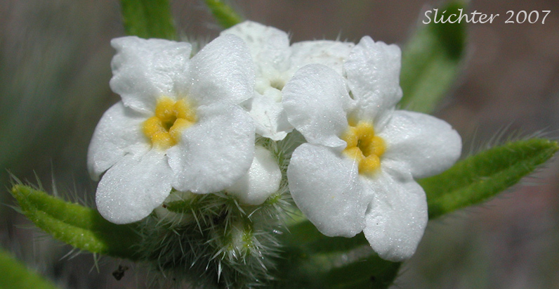 Flowers of Clearwater Cat's Eye, Clearwater Cryptantha, Common Cryptanth, Common Cryptantha, Large-flowered Cryptantha: Cryptantha intermedia var. intermedia (Synonyms: Cryptantha fragilis)