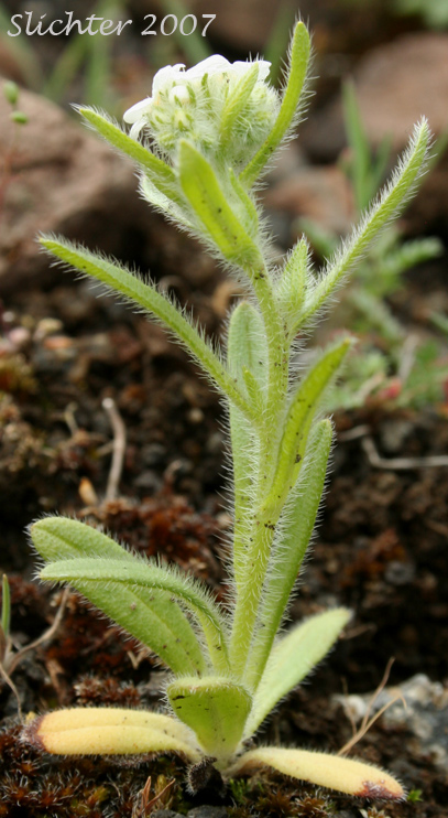 Clearwater Cat's Eye, Clearwater Cryptantha, Common Cryptanth, Common Cryptantha, Large-flowered Cryptantha: Cryptantha intermedia var. intermedia (Synonyms: Cryptantha fragilis)