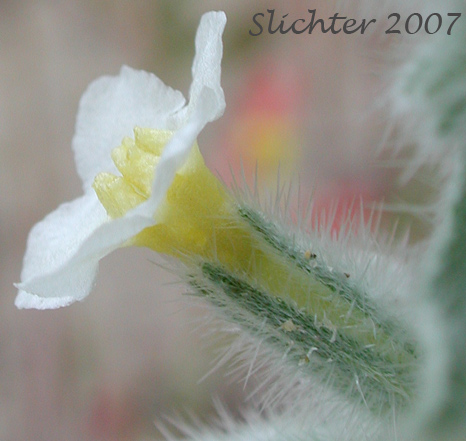 Calyx of Gray Cat's Eye, Gray Cryptantha: Cryptantha leucophaea (Synonym: Oreocarya leucophaea)