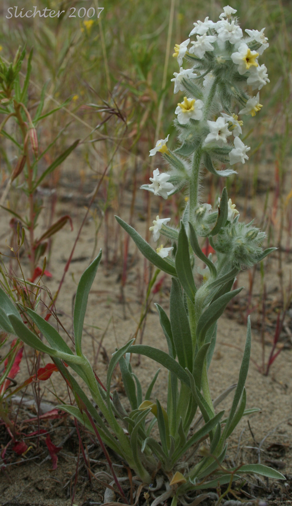 Gray Cat's Eye, Gray Cryptantha: Cryptantha leucophaea (Synonym: Oreocarya leucophaea)