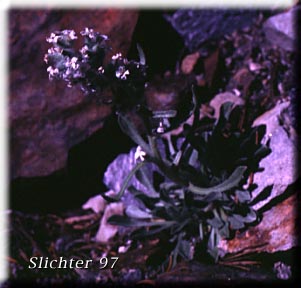 Alpine Cryptanth, Wallowa Cryptantha: Cryptantha sobolifera (Synonyms: Cryptantha schoolcraftii, Cryptantha subretusa, Oreocarya subretusa)