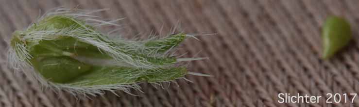 Torrey's Cat's Eye, Torrey's Cryptantha: Cryptantha torreyana (Synonyms: Cryptantha calycosa, Cryptantha eastwoodiae, Cryptantha flexulosa, Cryptantha torreyana var. calycosa, Cryptantha torreyana var. pumila, Cryptantha torreyana var. torreyana)