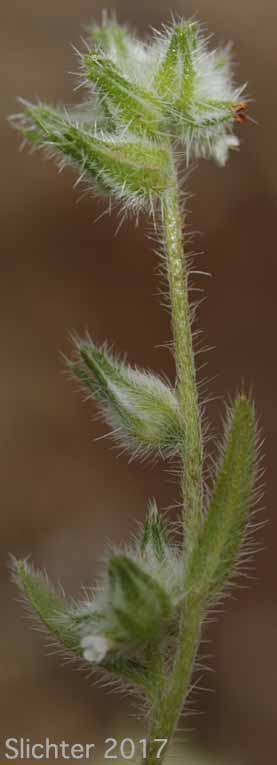 Inflorescence of Torrey's Cat's Eye, Torrey's Cryptantha: Cryptantha torreyana (Synonyms: Cryptantha calycosa, Cryptantha eastwoodiae, Cryptantha flexulosa, Cryptantha torreyana var. calycosa, Cryptantha torreyana var. pumila, Cryptantha torreyana var. torreyana)