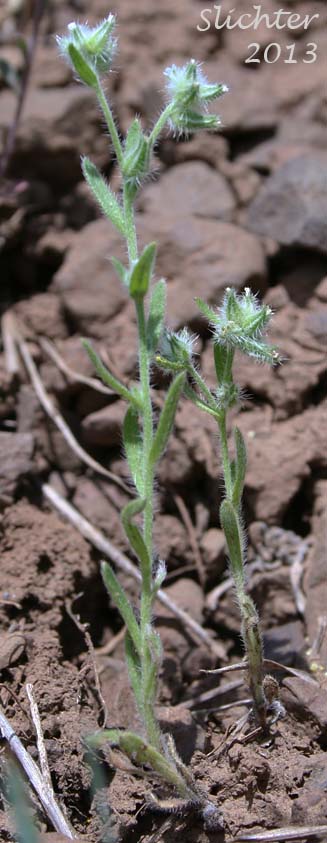 Torrey's Cat's Eye, Torrey's Cryptantha: Cryptantha torreyana (Synonyms: Cryptantha calycosa, Cryptantha eastwoodiae, Cryptantha flexulosa, Cryptantha torreyana var. calycosa, Cryptantha torreyana var. pumila, Cryptantha torreyana var. torreyana)